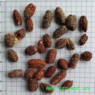 砂仁 进口砂仁米统货 产地 云南省西双版纳傣族自治州景洪市图3