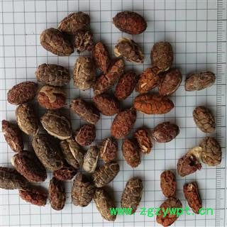 砂仁 进口砂仁米统货 产地 云南省西双版纳傣族自治州景洪市