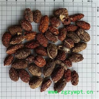 砂仁 进口砂仁米统货 产地 云南省西双版纳傣族自治州景洪市图2