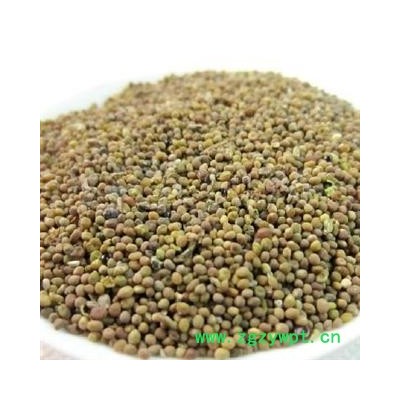 菟丝子 选装 产地 甘肃省