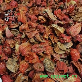 锦灯笼C 挂金灯 灯笼草 灯笼果 洛神珠 泡泡草 鬼灯 菇蔫儿 红姑娘 锦灯笼统货 产地 四川省图2