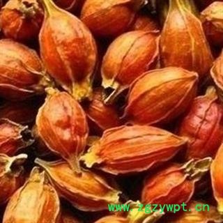 栀子 新货 小栀子 正品 促销图2