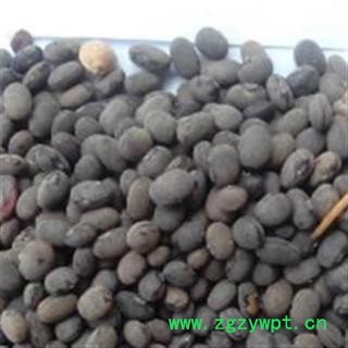 京辉药业 野料豆 零乌豆 马料豆 细黑豆 马豆 正品 促销图2