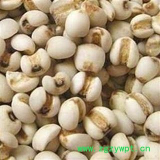 薏苡仁  好货 无碎瓣今年新货 地道药材 假一陪十 产地 贵州省图2