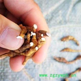 九节菖蒲 秦岭优质菖蒲 手工刨挖 水洗分拣 日晒无硫500g图4