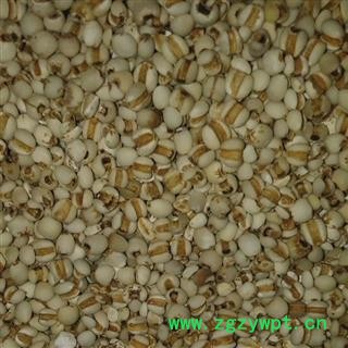 薏苡仁 小粒 产地 贵州省安顺市平坝县图2