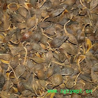 连翘 大统 产地 山西省临汾市洪洞县图2