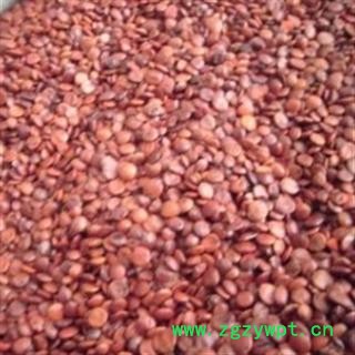 灵吉药业 酸枣仁  枣仁  道地药材 产地直销 货真价实   批发各类规格中药材 花茶 矿石图2