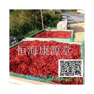 恒海康源堂山茱萸 无籽 产地 陕西省