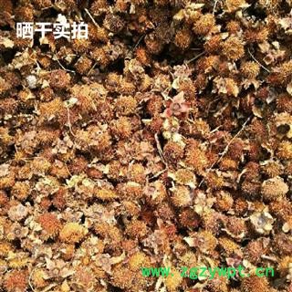 刺梨 统 产地 河南省南阳市南召县