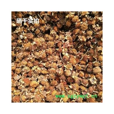 刺梨 统 产地 河南省南阳市南召县