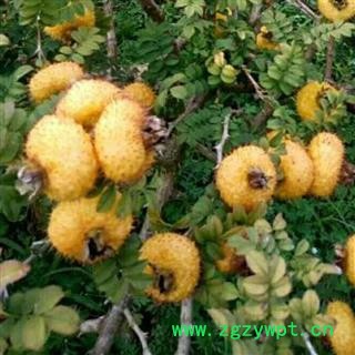 刺梨 统 产地 河南省南阳市南召县图2