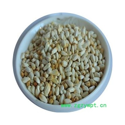 红花种子  四川省