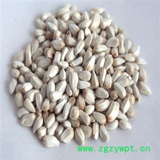 红花种子  四川省图2