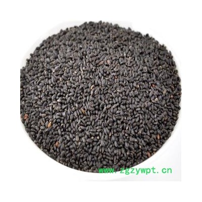 罗勒子 统 产地 江苏省  兰香子 精品大货