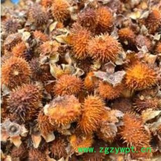 批发供应中药材刺梨(图) 泡茶图2