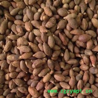 京辉药业 胖大海 大海 长果 优质 促销图2