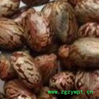 中药材 蓖麻子 红蓖麻子 正品 精选图3