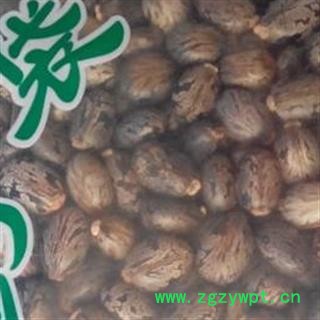 中药材 蓖麻子 红蓖麻子 正品 精选图2