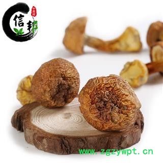 松茸野生松茸正品优质批发零售一公斤起售专注品质,诚信信邦!图3