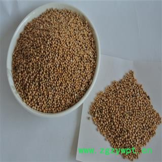 白芥子 统 产地 四川省图3