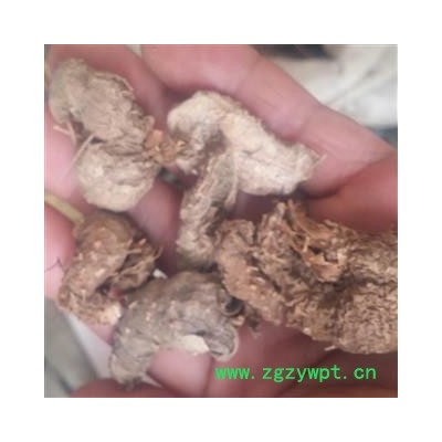 水田七 统货 产地 广西壮族自治区梧州市市辖区