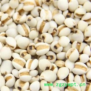 薏苡仁 选 95 产地 贵州省遵义市余庆县图3