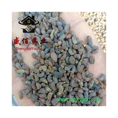 女贞子 统 产地 四川省宜宾市江安县