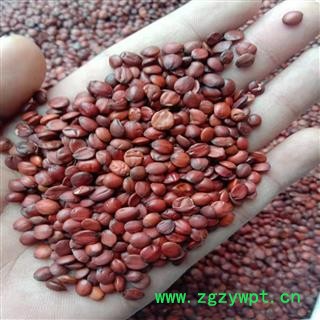 枣仁 酸枣仁98货 产地 河北省沧州市盐山县图2