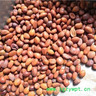 大皂角，皂角籽，皂角子，统货，无蛀 产地 河南省图3