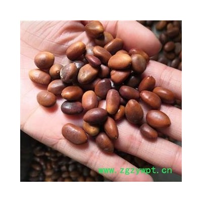 大皂角，皂角籽，皂角子，统货，无蛀 产地 河南省