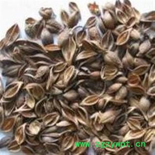 青翘 统货各种规格 产地 江西省抚州市图3