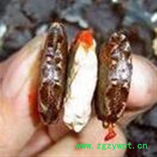 新货  纯白茬  木鳖子 统 产地 四川省成都市龙泉驿区图2