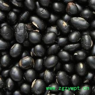 京辉药业 黑豆 药用 正品 优质 促销图2