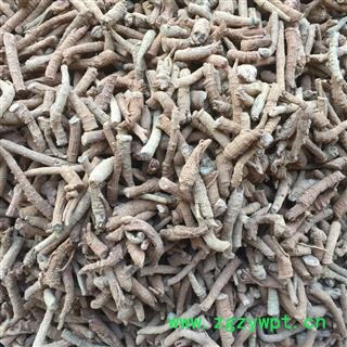 三七 粗三七根 筋条 含量达标！免费打粉！万信药业！产地直销 诚信经营 产地 云南省图2