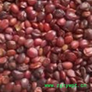 酸枣仁 统 产地 山东省图2