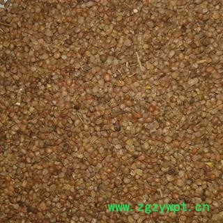 莱菔子 统 产地 云南省丽江市华坪县图2