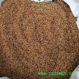 柏子仁含量合格 统  产地 山东省图2