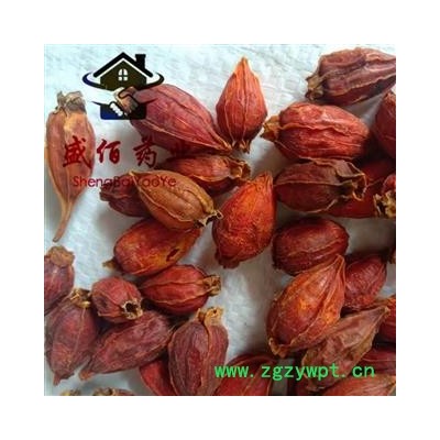 栀子 全红晚期货 产地 福建省龙岩市长汀县