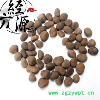 大风子T 大枫子 麻风子 驱虫大风子图2