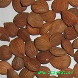 苦杏仁 统 产地 甘肃省图2