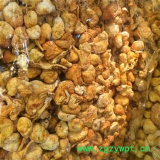 金虫草虫草花内蒙草懂得人不解释专注品质,诚信信邦!图3