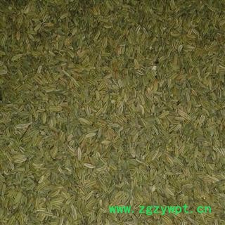 小茴香 统 产地 广西壮族自治区玉林市博白县图2