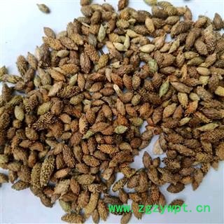 产地直销 苍耳子【广生堂中药材】批发零售中药材苍耳子500g大货批发图4