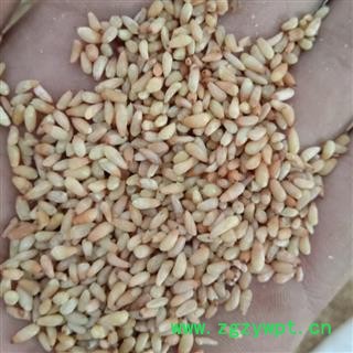 柏仁 柏子仁，优质 产地 山东省潍坊市青州市图3