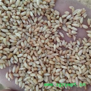 柏仁 柏子仁，优质 产地 山东省潍坊市青州市图2