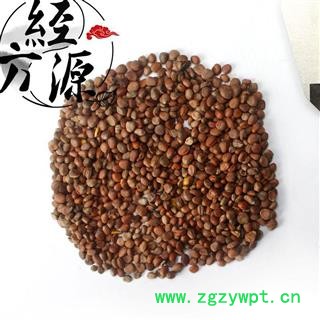 蓝花子 菇莱、冬子菜、滨莱菔图3