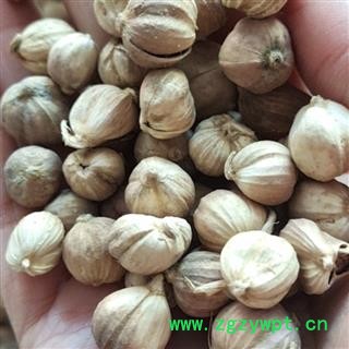 京辉药业 豆蔻 白豆蔻符合药典含量达标选货 产地 广西壮族自治区图2