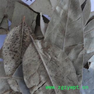 正品中药材 桉树叶 桉叶 新货 促销图2