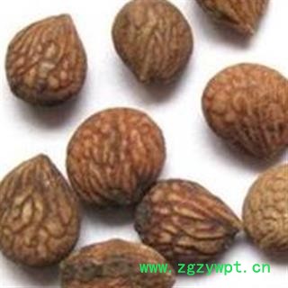 京辉药业 蕤仁 美人子 蕤核 山桃 蕤李子 蕤核仁 正品 促销图2